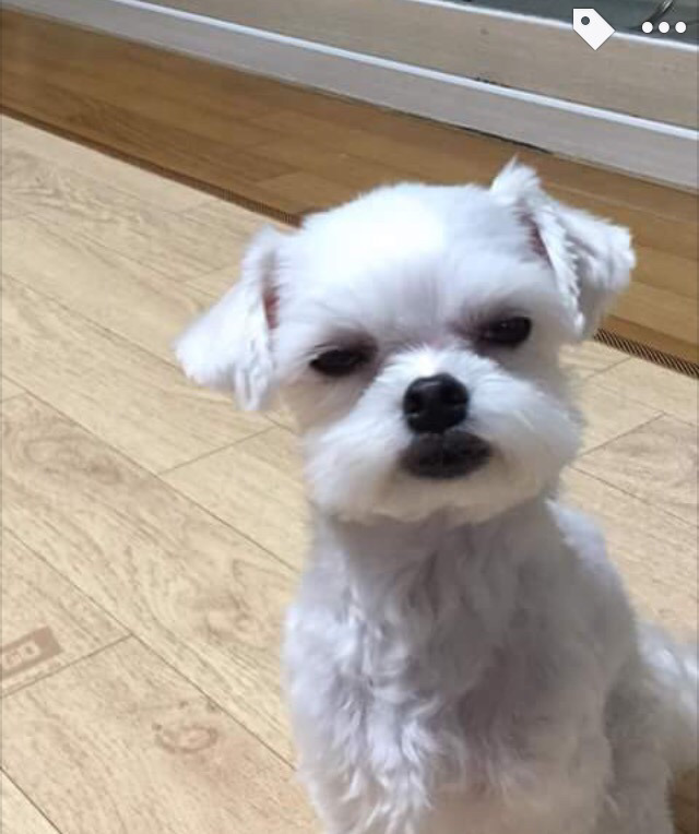 강아지 입주변 털이 자꾸만 입에 들어가길래.jpg | 인스티즈