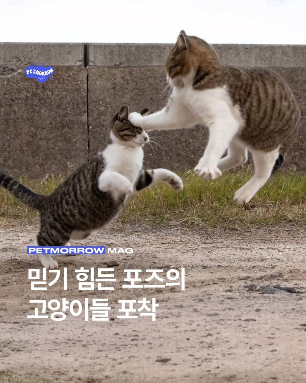믿기 힘든 포즈의 고양이들 포착 | 인스티즈
