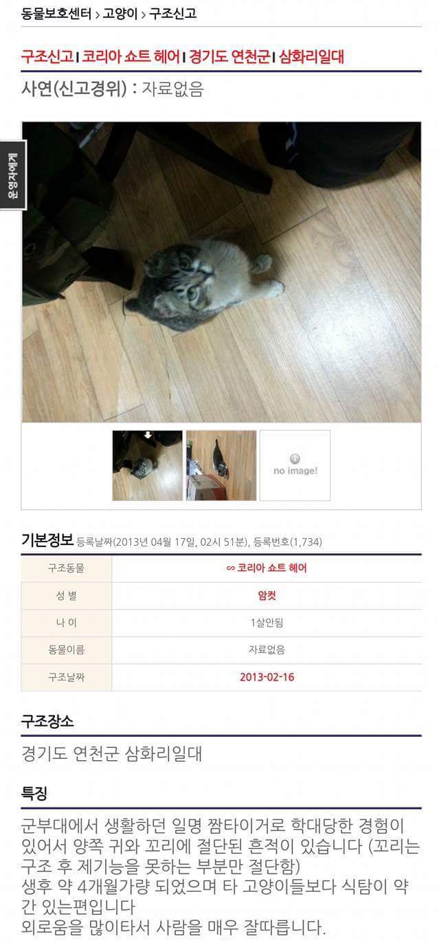 군대에서 빈번하게 일어나는 고양이 학대 (혐오주의) | 인스티즈