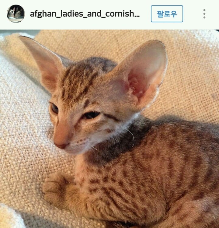 고양이계의 코봉이 오리엔탈 숏헤어 | 인스티즈