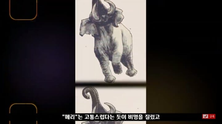 살인죄로 교수형 당한 코끼리 메리 | 인스티즈