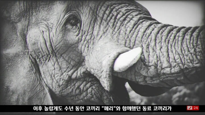 살인죄로 교수형 당한 코끼리 메리 | 인스티즈