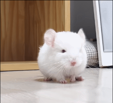은근 귀여운 친칠라들 버릇ㅋㅋㅋㅋㅋ.gif | 인스티즈