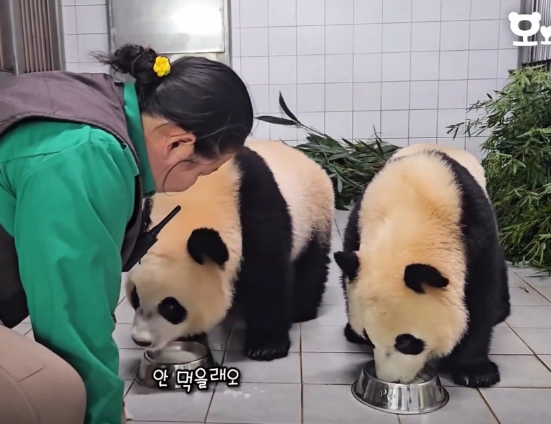 진심 흥미돋인 쌍둥이 판다 중 한마리가 밥투정 할 때의 대처법.gif (루이후이바오) | 인스티즈