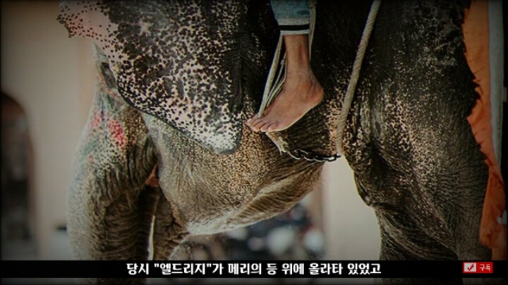 살인죄로 교수형 당한 코끼리 메리 | 인스티즈