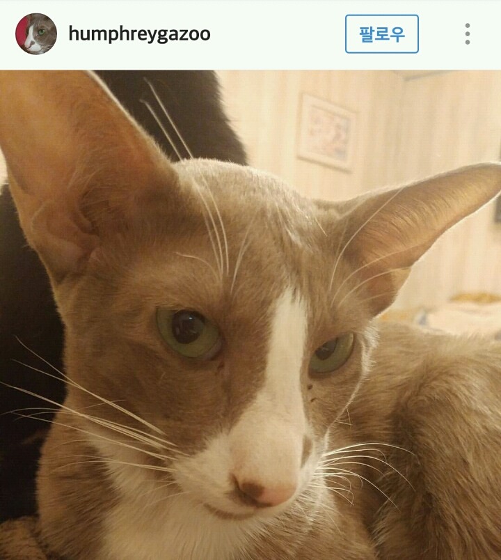 고양이계의 코봉이 오리엔탈 숏헤어 | 인스티즈
