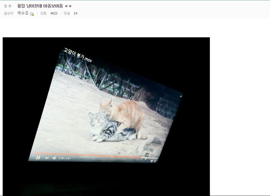 울집 냐옹이에게 야동보여줌.jpg | 인스티즈