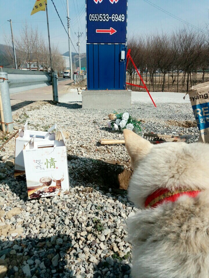 2월19일 일요일. 개소주가 되어버린 나의 가족 매실이를 예쁜매실나무로 만들어 보내주었습니다 | 인스티즈