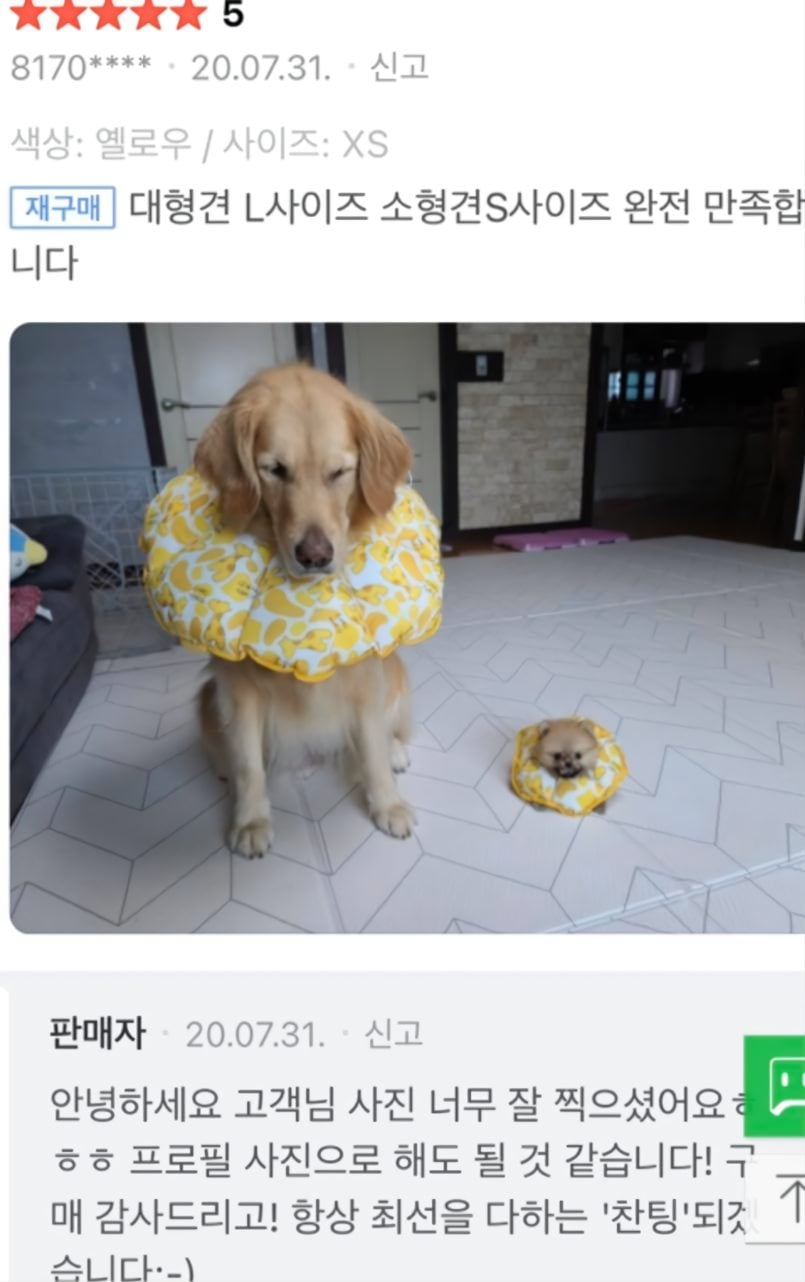 대형견 L사이즈 소형견 S사이즈 완전만족합니다 | 인스티즈