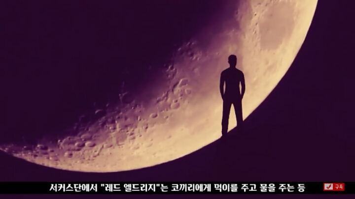 살인죄로 교수형 당한 코끼리 메리 | 인스티즈