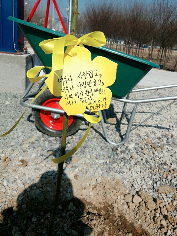 2월19일 일요일. 개소주가 되어버린 나의 가족 매실이를 예쁜매실나무로 만들어 보내주었습니다 | 인스티즈