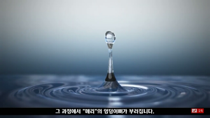 살인죄로 교수형 당한 코끼리 메리 | 인스티즈
