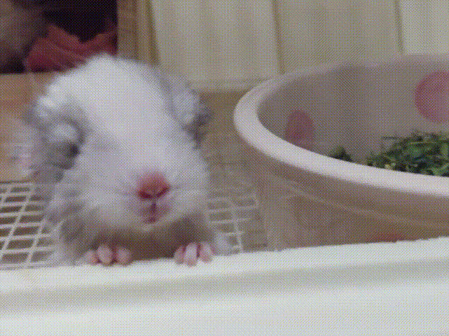 은근 귀여운 친칠라들 버릇ㅋㅋㅋㅋㅋ.gif | 인스티즈