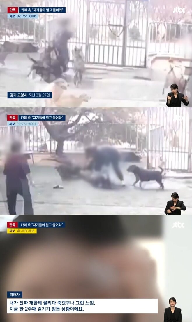 애견 카페서 맹견 4마리에 물린 20대 여성…업주 "내가 문 안 열었다" | 인스티즈