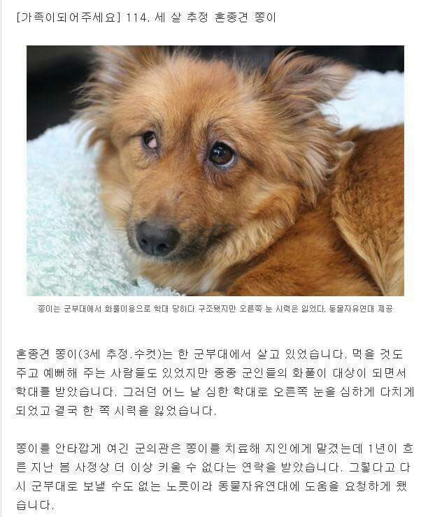 군대에서 빈번하게 일어나는 고양이 학대 (혐오주의) | 인스티즈