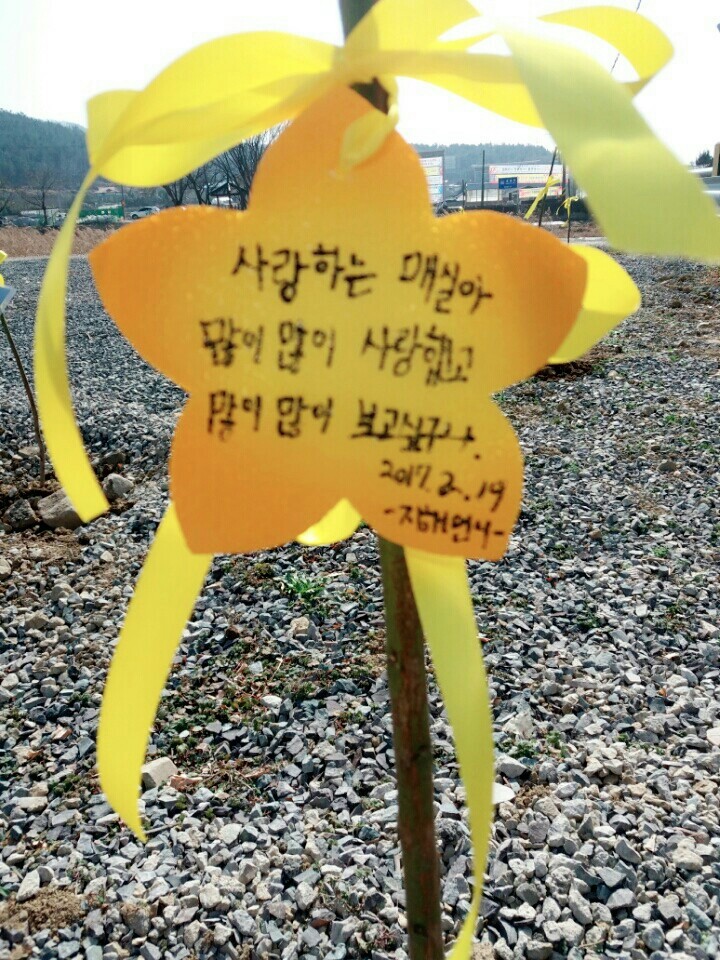 2월19일 일요일. 개소주가 되어버린 나의 가족 매실이를 예쁜매실나무로 만들어 보내주었습니다 | 인스티즈