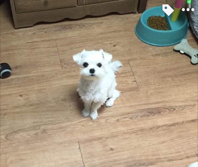 강아지 입주변 털이 자꾸만 입에 들어가길래.jpg | 인스티즈