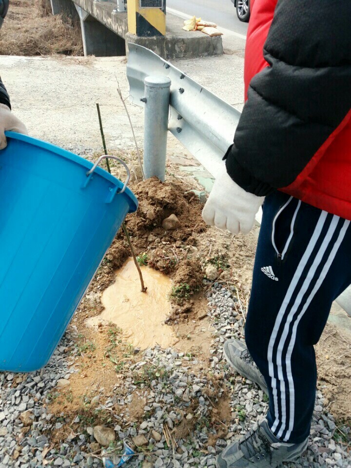 2월19일 일요일. 개소주가 되어버린 나의 가족 매실이를 예쁜매실나무로 만들어 보내주었습니다 | 인스티즈