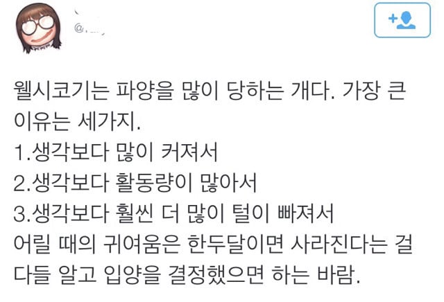 웰시코기가 생각보다 파양을 많이 당하는 이유.twt | 인스티즈