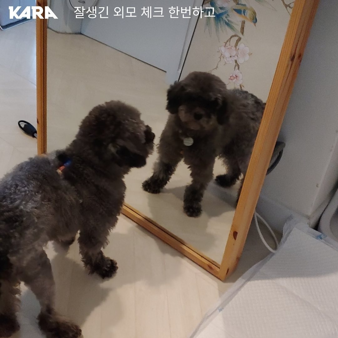 연천 번식장에서 구조된 강아지 입양한 개그맨 이창호 | 인스티즈