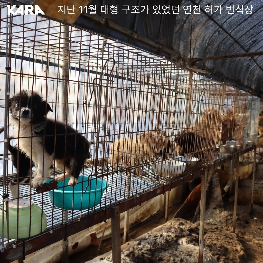 연천 번식장에서 구조된 강아지 입양한 개그맨 이창호 | 인스티즈