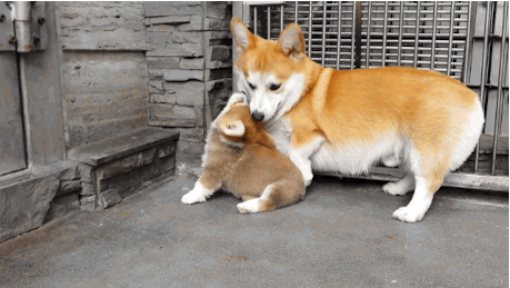 웰시코기가 생각보다 파양을 많이 당하는 이유.twt | 인스티즈
