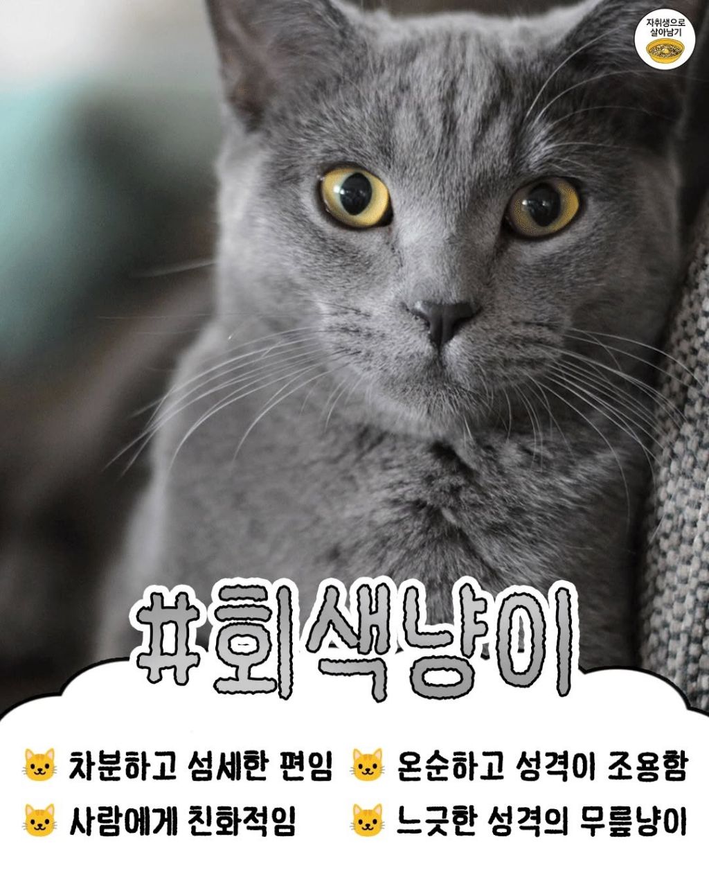 털색깔로 보는 냥이들 성격 | 인스티즈