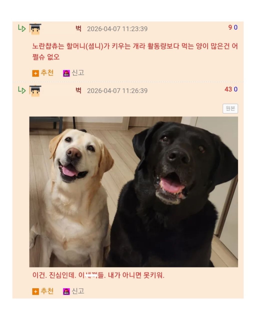 장꾸 리트리버 견주의 고민 | 인스티즈