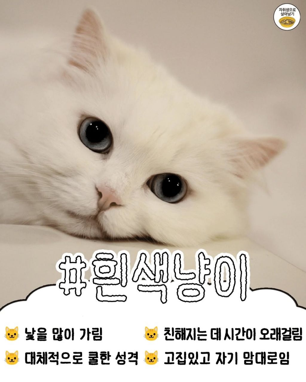 털색깔로 보는 냥이들 성격 | 인스티즈