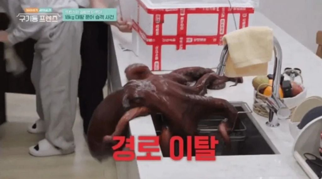 장근석이 멤버들과 먹을려고 구매한 18kg짜리 문어 크기 | 인스티즈