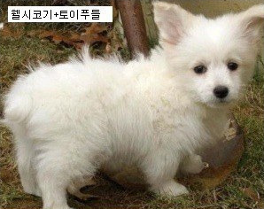 웰시코기 이쯤되면 유전자 깡패 | 인스티즈