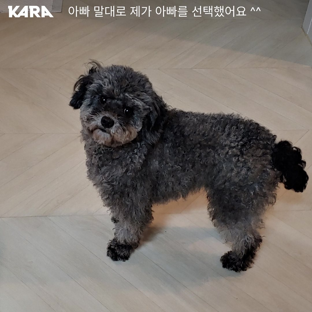 연천 번식장에서 구조된 강아지 입양한 개그맨 이창호 | 인스티즈