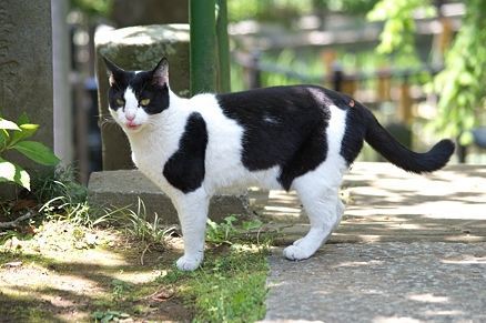 가장 흔하지만 너무나 매력적인 고양이, 코리안 숏헤어에 대하여 | 인스티즈