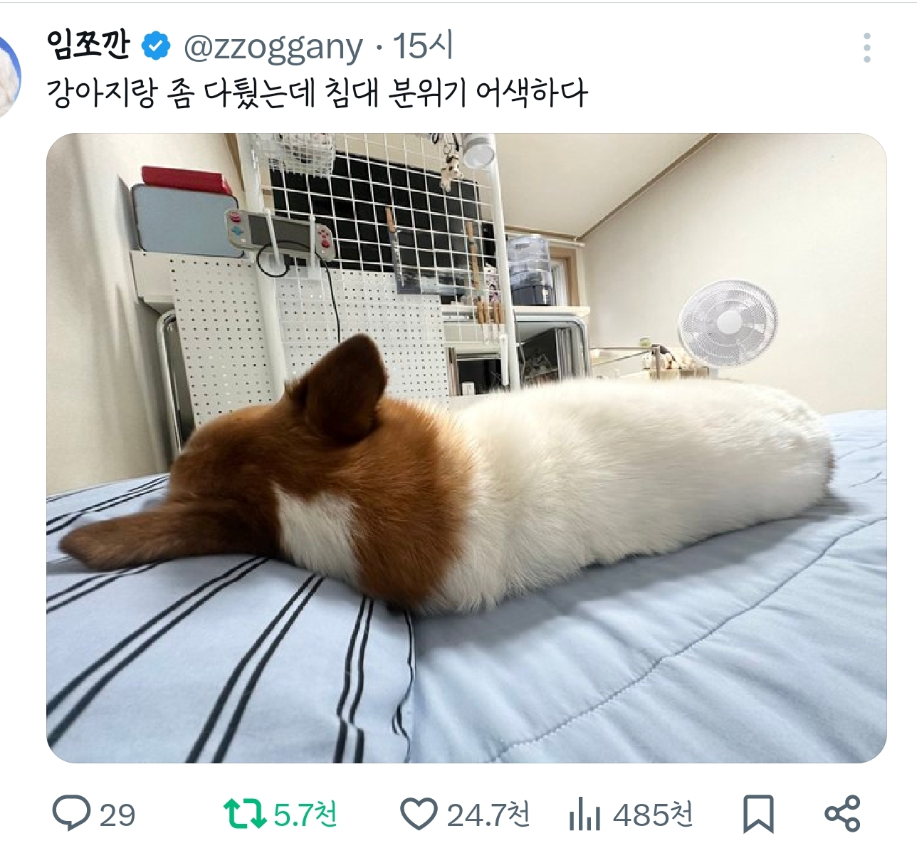 강아지랑 좀 다퉜는데 침대 분위기 어색하다 | 인스티즈