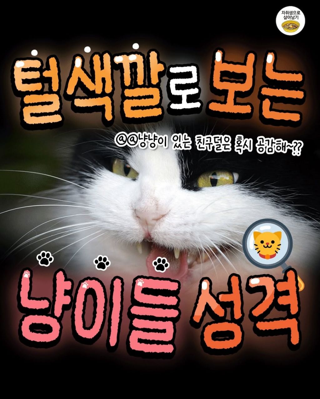 털색깔로 보는 냥이들 성격 | 인스티즈
