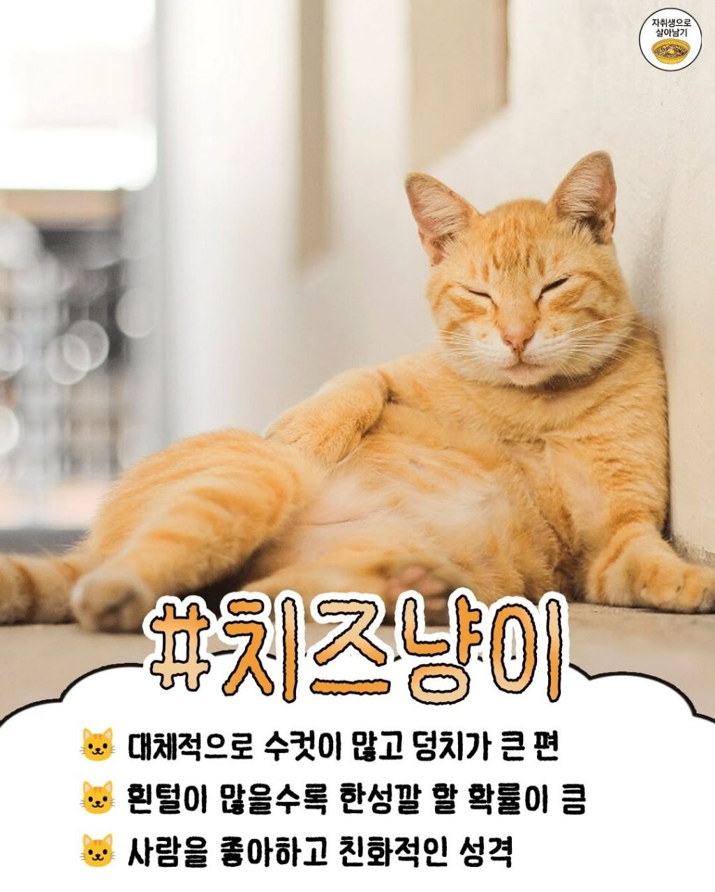털색깔로 보는 냥이들 성격 | 인스티즈