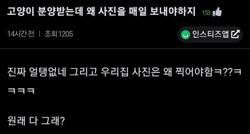 고양이 분양 받는데 왜 사진을 매일 보내야 하지?.jpg | 인스티즈