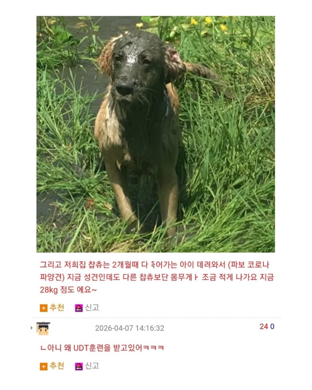 장꾸 리트리버 견주의 고민 | 인스티즈