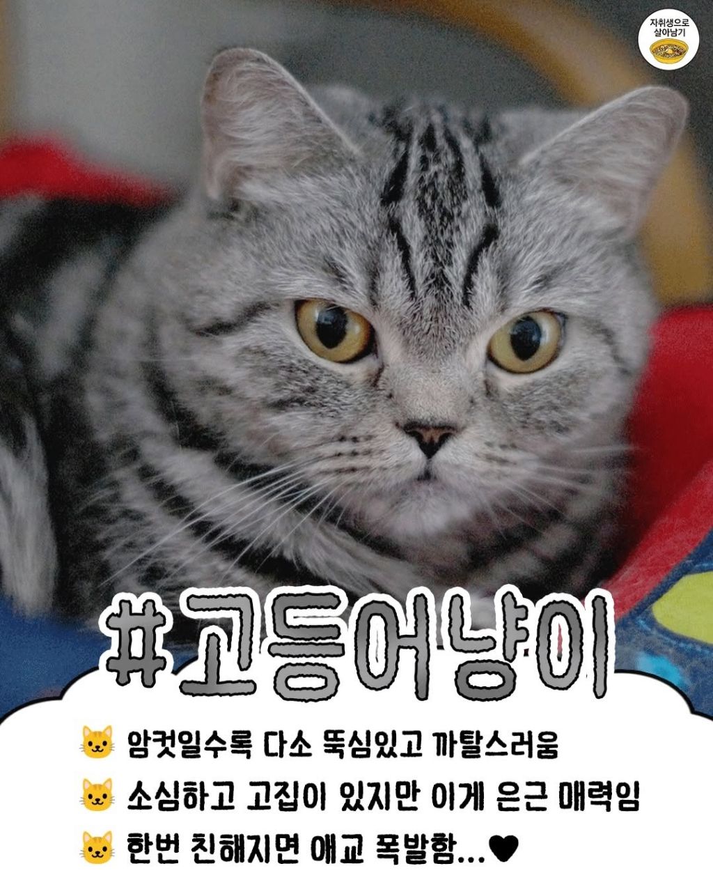 털색깔로 보는 냥이들 성격 | 인스티즈
