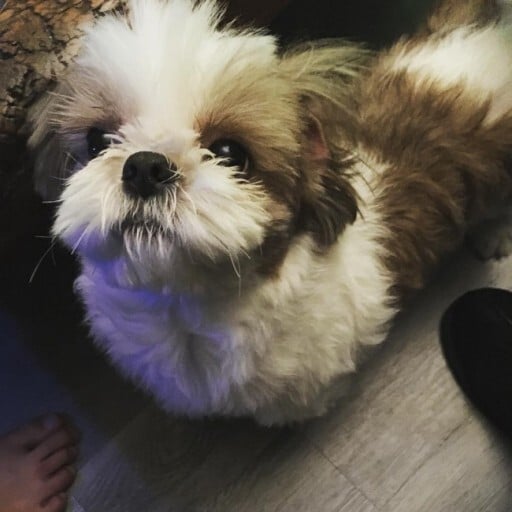 인스타 계정 생성이 시급한 배우 김재욱 강아지 다음이 | 인스티즈