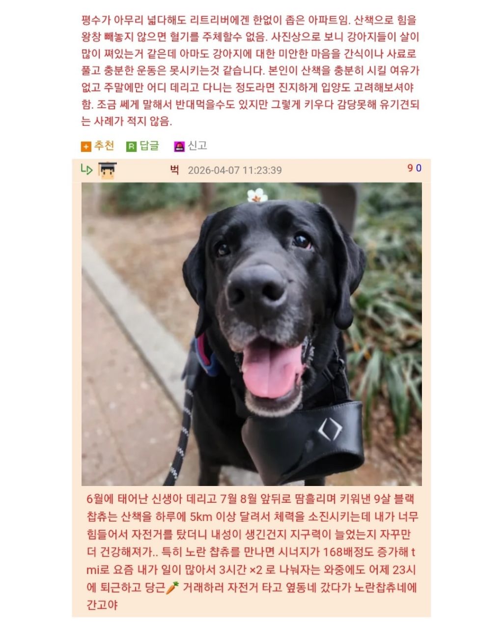 장꾸 리트리버 견주의 고민 | 인스티즈