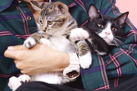 JBJ 김용국이 키우는 고양이 톨비 르시 | 인스티즈