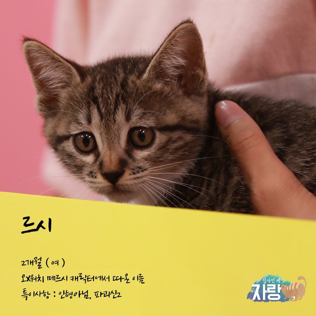 JBJ 김용국이 키우는 고양이 톨비 르시 | 인스티즈