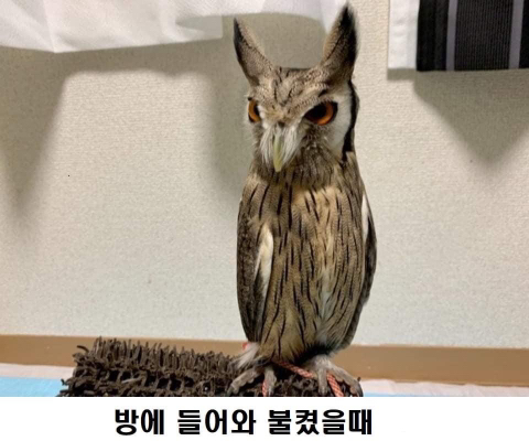 강자한테는 약하고 약자에겐 한없이 강한 동물 | 인스티즈