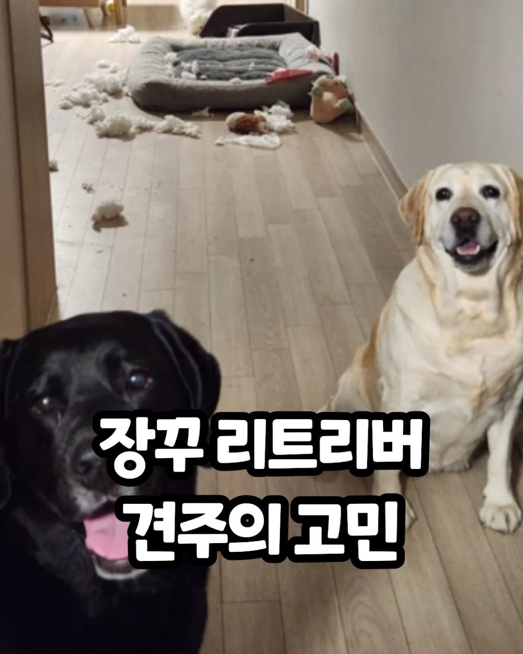 장꾸 리트리버 견주의 고민 | 인스티즈