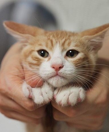 가장 흔하지만 너무나 매력적인 고양이, 코리안 숏헤어에 대하여 | 인스티즈
