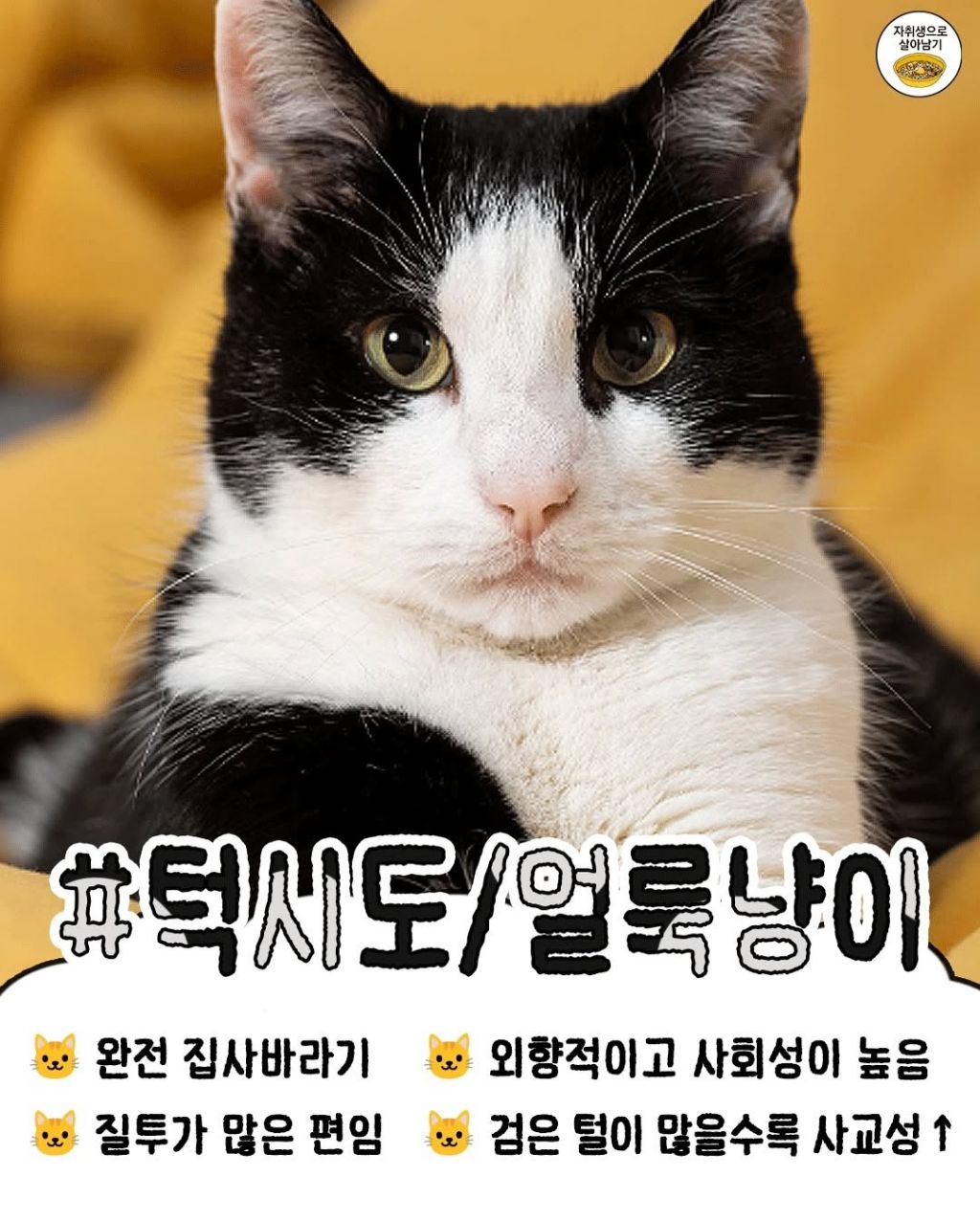 털색깔로 보는 냥이들 성격 | 인스티즈