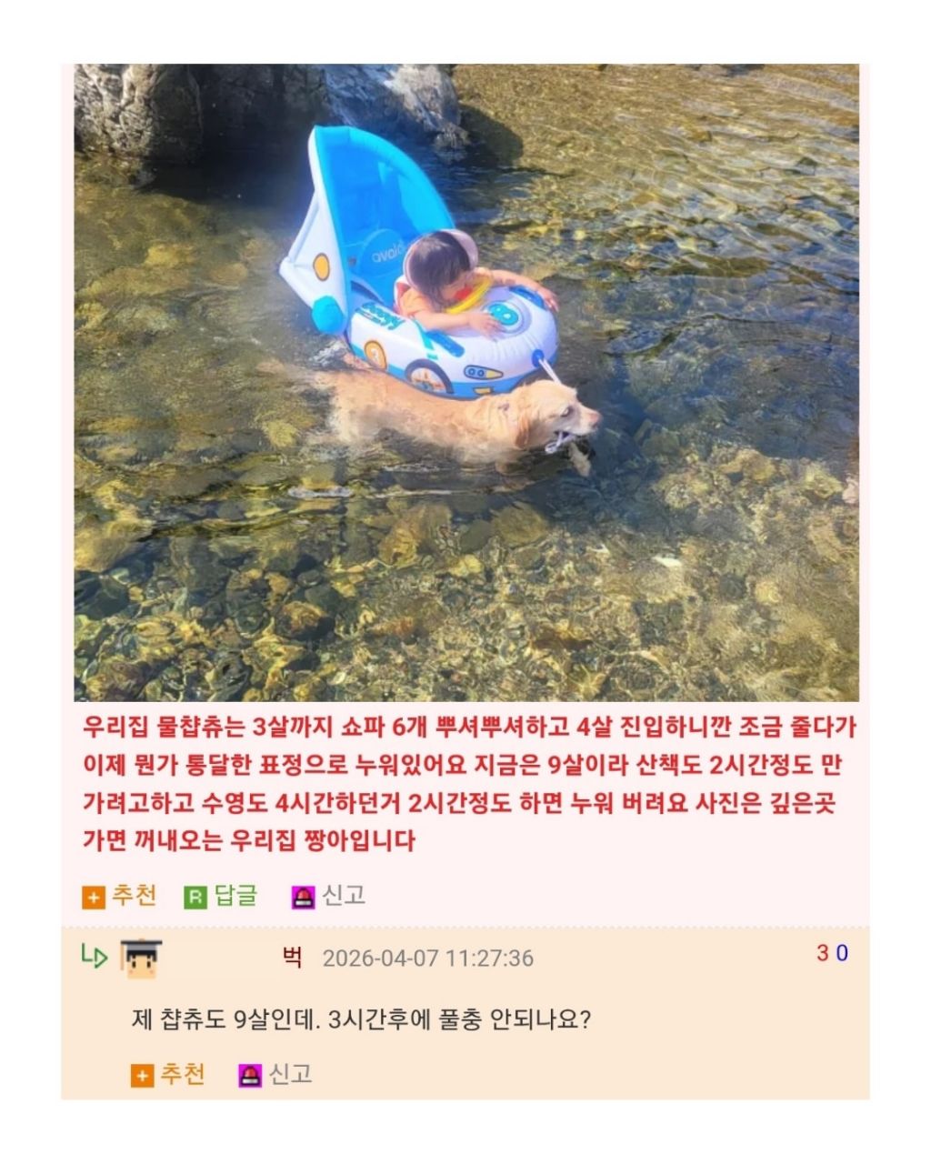 장꾸 리트리버 견주의 고민 | 인스티즈