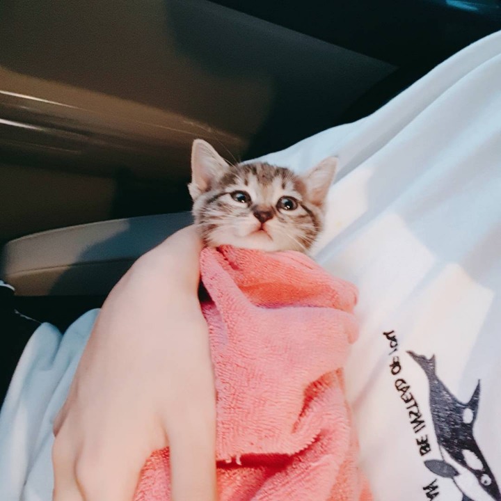 JBJ 김용국이 키우는 고양이 톨비 르시 | 인스티즈