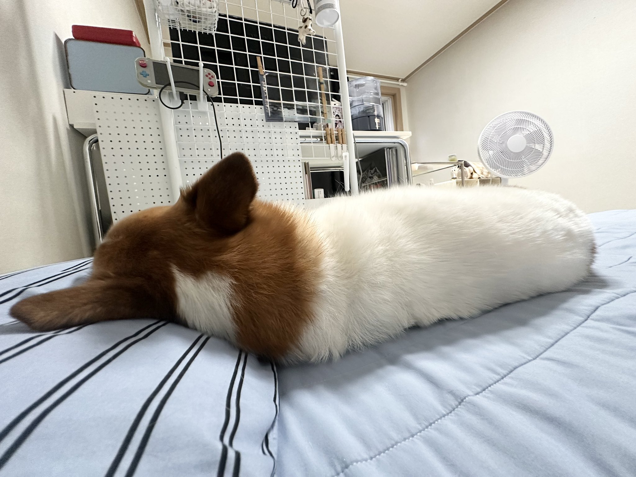 강아지랑 좀 다퉜는데 침대 분위기 어색하다 | 인스티즈